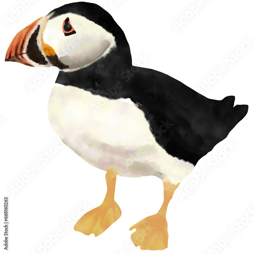 Puffin