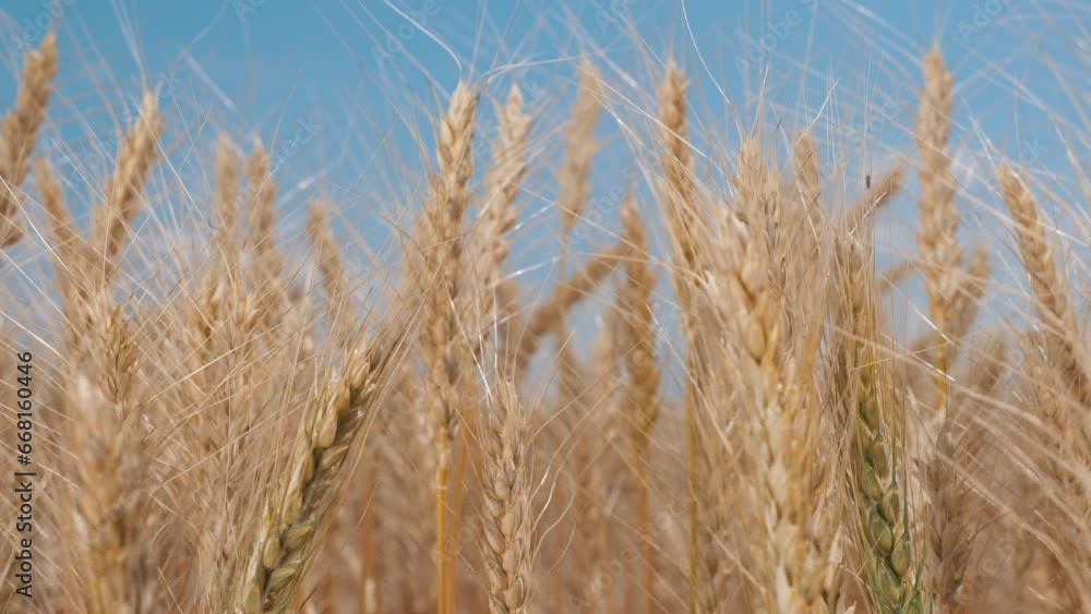 Farmer wheat field. Agriculture. Ears of golden wheat at sunset. Harvesting on fertile soil. Golden wheat field. Harvest on fertile soil. Wheat ears in sun. Farmer fertile field. Agriculture concept Farmer wheat field. Agriculture. Ears of golden wheat at sunset. Harvesting on fertile soil. Golden wheat field. Harvest on fertile soil. Wheat ears in sun. Farmer fertile field. Agriculture concept