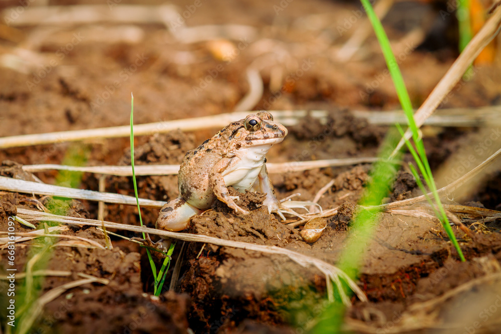 The crab-eating frog (Fejervarya cancrivora) kodok sawah The crab-eating frog (Fejervarya cancrivora) kodok sawah