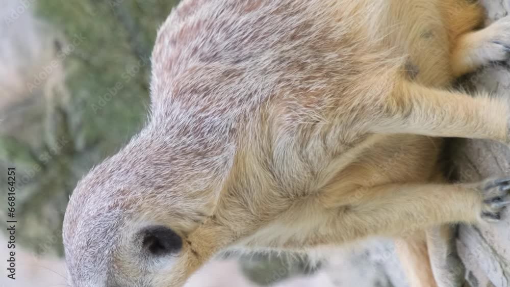 Meerkat or English. meerkat - a small creature from the homeland of mongooses. Vertical video. Meerkat or English. meerkat - a small creature from the homeland of mongooses. Vertical video.