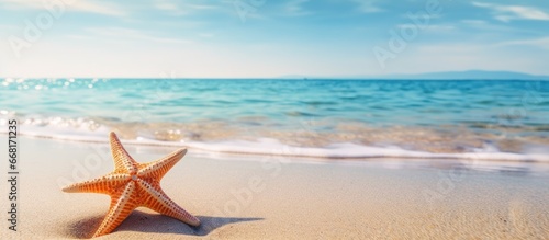 Beach starfish