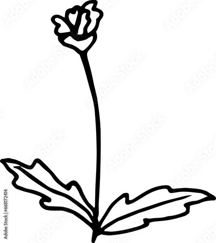 and Drawn Leaves Floral Line Art photo