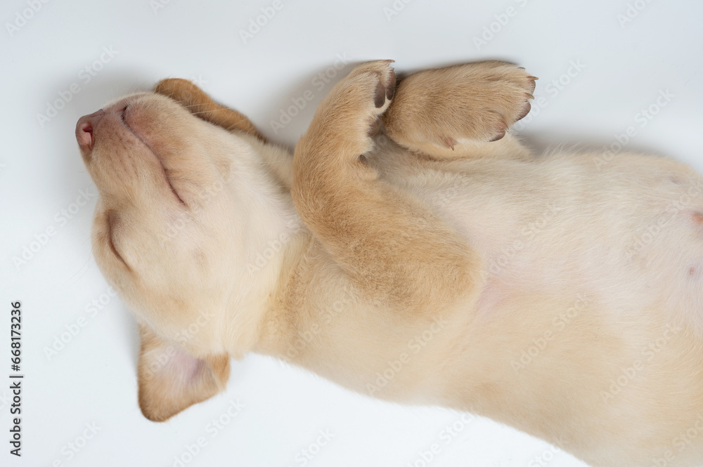 Cute sleeping labrador cub Cute sleeping labrador cub
