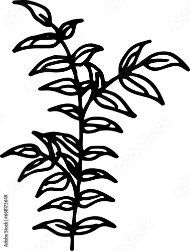 Leaf Botanical Hand Drawn Line Art
 photo