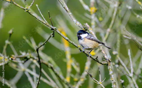 Coal Tit, Periparus ater, on a lichen covered branch.