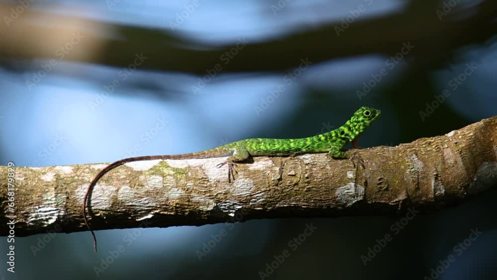 Nature wildlife footage of Horned Flying lizard Strange shape animal ...