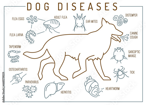 Common canine diseases. Informative infographics. Vector illustration