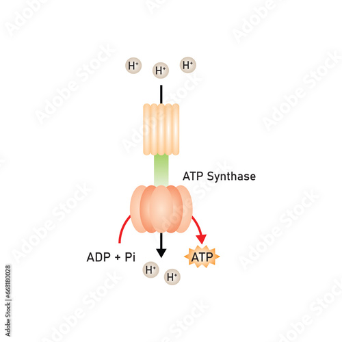 ATP Synthase Mechanism of Function Scientific Design. Vector Illustration.