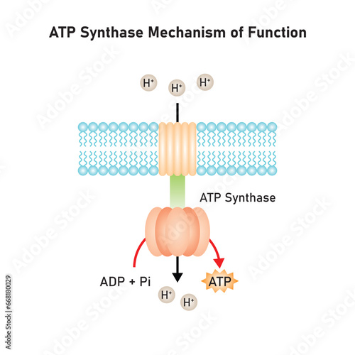 ATP Synthase Mechanism of Function Scientific Design. Vector Illustration.