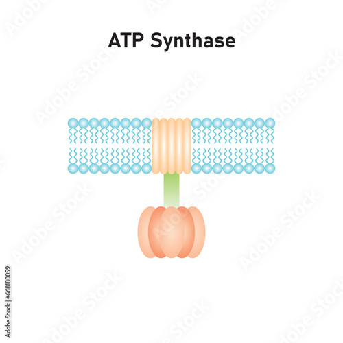 ATP Synthase Structure Scientific Design. Vector Illustration. photo