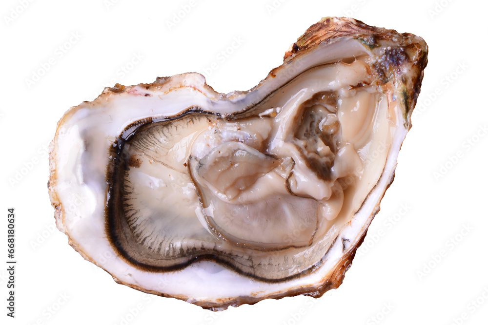 Oyster shell isolated on white Oyster shell isolated on white
