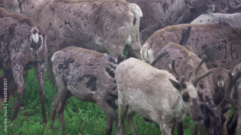 Herd of deer grazing, 4k, 25fps. Herd of deer grazing, 4k, 25fps.