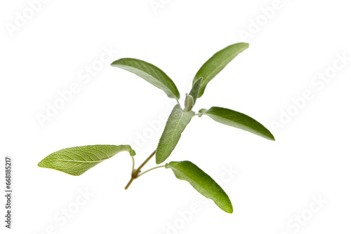 Sage herb leaves isolated on white background. The aromatic herb, common sage