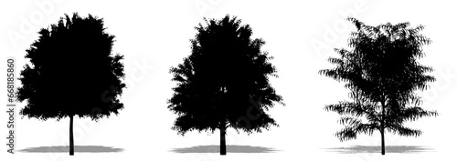 Set or collection of Australian Willow trees as a black silhouette on white background. Concept or conceptual vector for nature, planet, ecology and conservation, strength, endurance and beauty