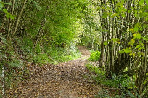 Hiking path along riverside