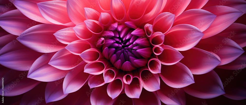 Obraz premium Close-up macro capture of a dahlia flower.