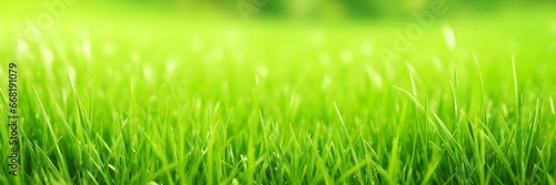 Sunny Green Grass Banner. Fresh Grass Texture During a Sunny Day. Close Up Photo of Green Lawn.