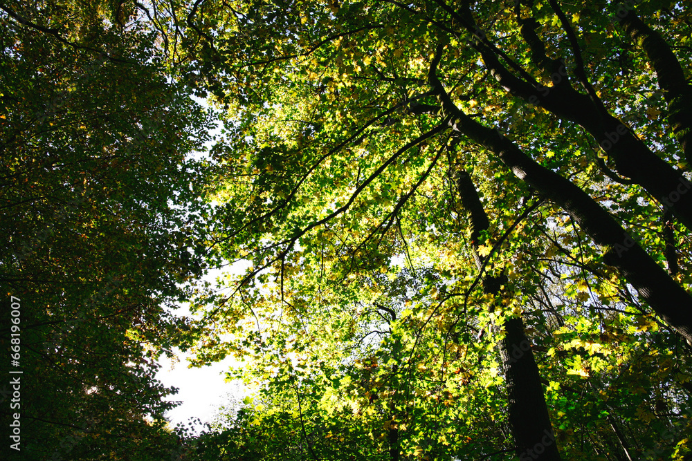 Fototapeta premium Autumn sun