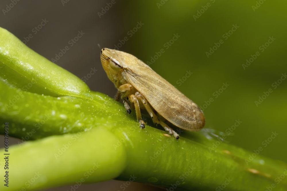 Philaenus spumarius, the meadow froghopper or meadow spittlebug macro photo, isolated outdoor Philaenus spumarius, the meadow froghopper or meadow spittlebug macro photo, isolated outdoor