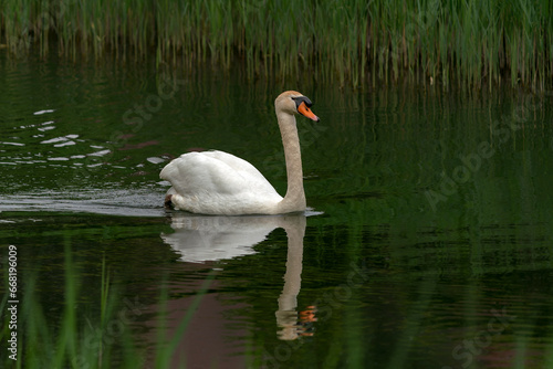 Mute Swan (Cygnus olor) floating on water Gelderland in the Netherlands.                                                      