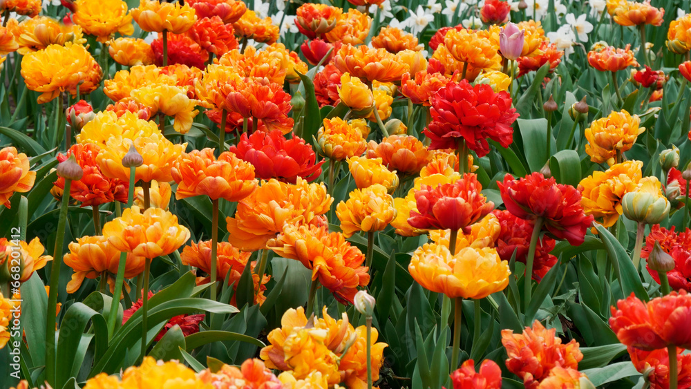 Lots of red and yellow flowers