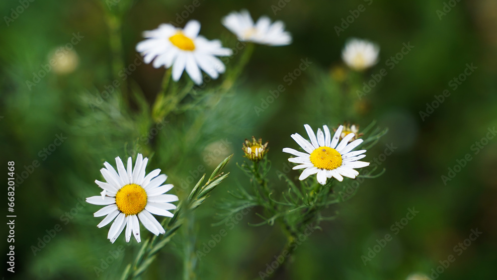 Wild flower. Chamomile. Plant, petals Wild flower. Chamomile. Plant, petals
