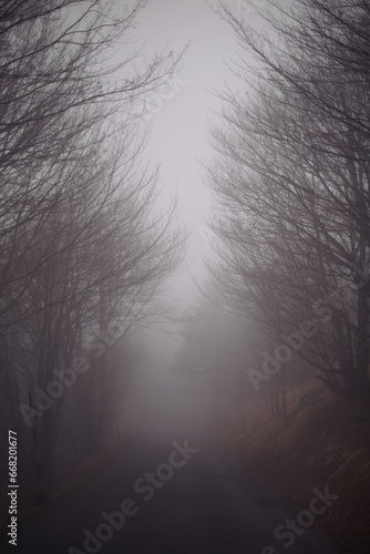 Forest in a foggy day. Landscape of a mystical rainy forest. Road in a forest.