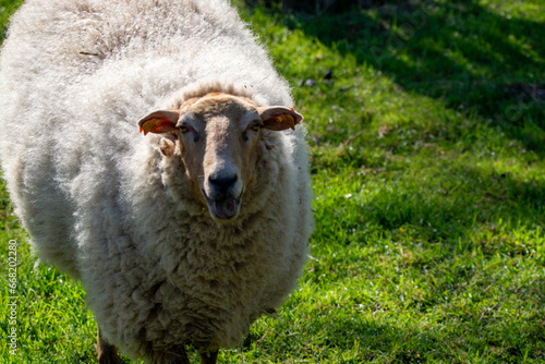 Animal collection, young and old sheeps grazing on green meadows on Haspengouw, Belgium in spring photo