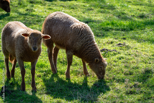 Animal collection, young and old sheeps grazing on green meadows on Haspengouw, Belgium in spring photo