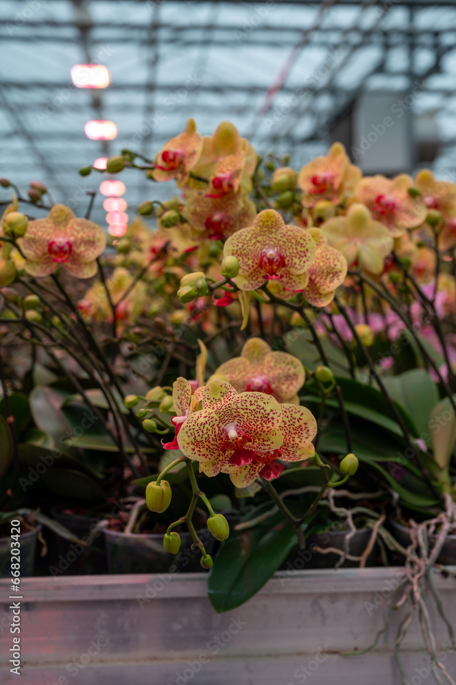 Cultivation of colorful tropical flowering plants orchid family Orchidaceae in Dutch greenhouse with UV IR Grow Light for trade and worldwide export, young plants