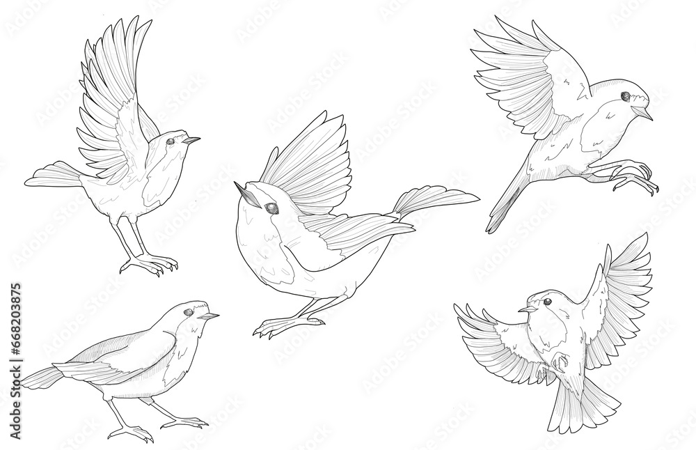 Obraz premium Set of Graphic sketches of Robin bird