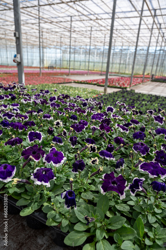 Cultivation of different summer bedding plants  begonia  petunia  young flowering plants  decorative or ornamental garden plants growing in Dutch greenhouse