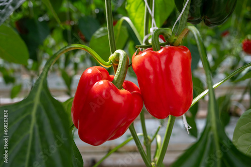 Big ripe sweet bell peppers, paprika plants growing in glass greenhouse, bio farming in the Netherlands