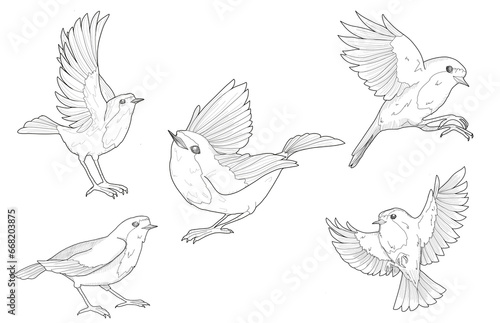 Set of Graphic sketches of Robin bird © Kiriakia_art