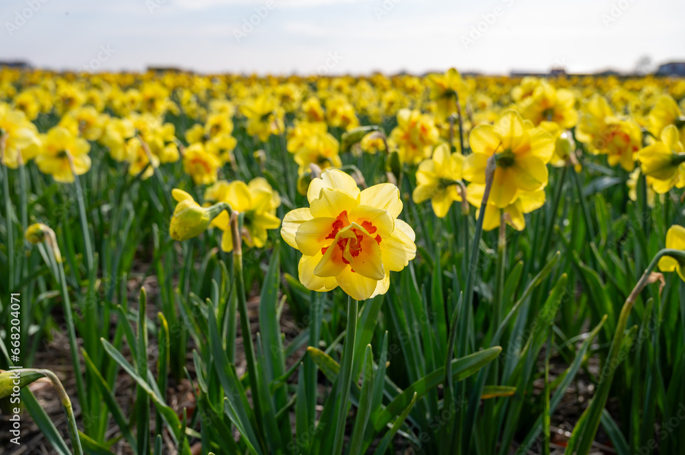 Dutch spring, colorful yellow daffodils in blossom on farm fields in april near Lisse, North Holland, the Netherlands Dutch spring, colorful yellow daffodils in blossom on farm fields in april near Lisse, North Holland, the Netherlands