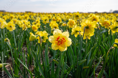 Dutch spring  colorful yellow daffodils in blossom on farm fields in april near Lisse  North Holland  the Netherlands