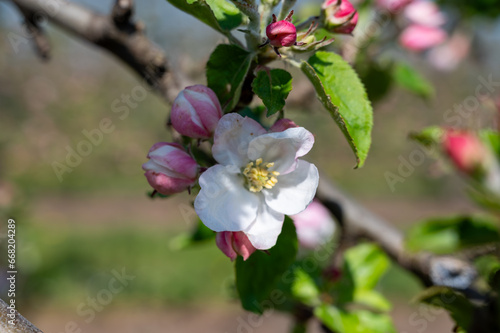 Spring pink blossom of apple trees in orchard  fruit region Haspengouw in Belgium