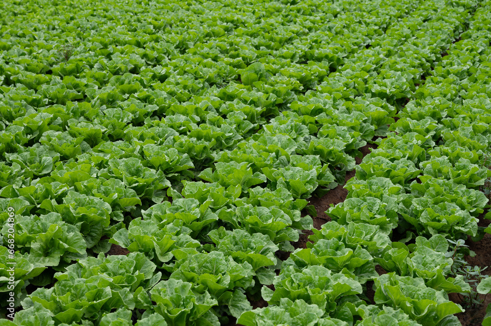 Farm field with rows of young fresh green romaine lettuce plants growing outside under italian sun, agriculture in Italy. Farm field with rows of young fresh green romaine lettuce plants growing outside under italian sun, agriculture in Italy.