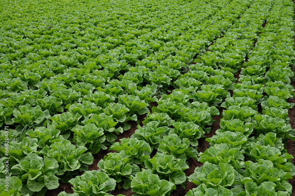 Farm field with rows of young fresh green romaine lettuce plants growing outside under italian sun, agriculture in Italy. Farm field with rows of young fresh green romaine lettuce plants growing outside under italian sun, agriculture in Italy.