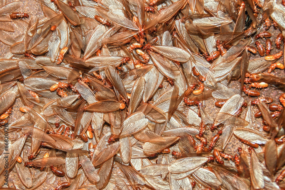 african flying ants swarming on the ground in a rainy day