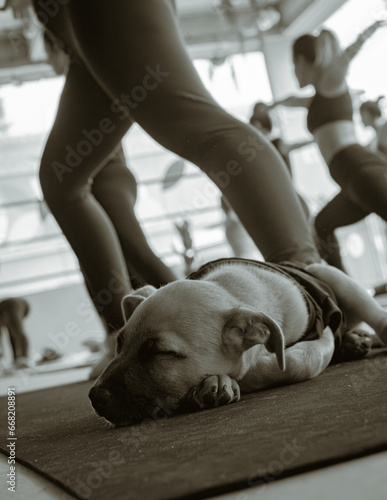 Black and white photo of a woman's feet in a yoga pose with a sleeping black dog on the same mat