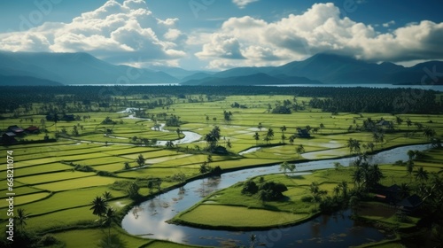 Large paddy fields, Aerial view.