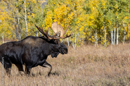 Fototapeta Naklejka Na Ścianę i Meble -  Bull Moose During the Rut in Wyoming in Autumn