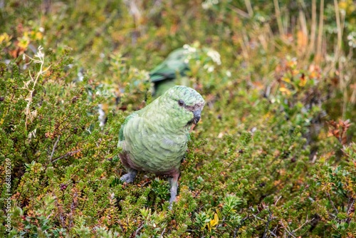 Loro verde en el suelo, Cachaña Enicognathus ferrugineus. photo