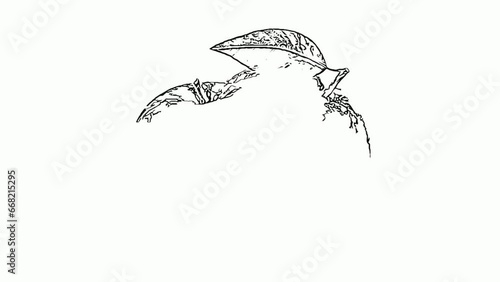 the whiteboard animation video of apple