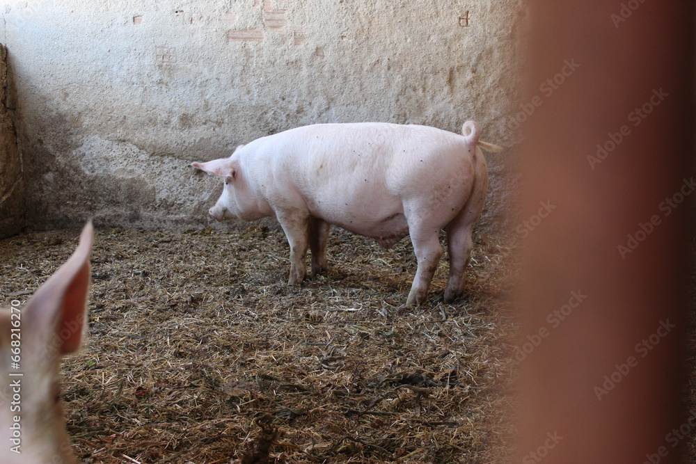 image of a funny pig image of a funny pig