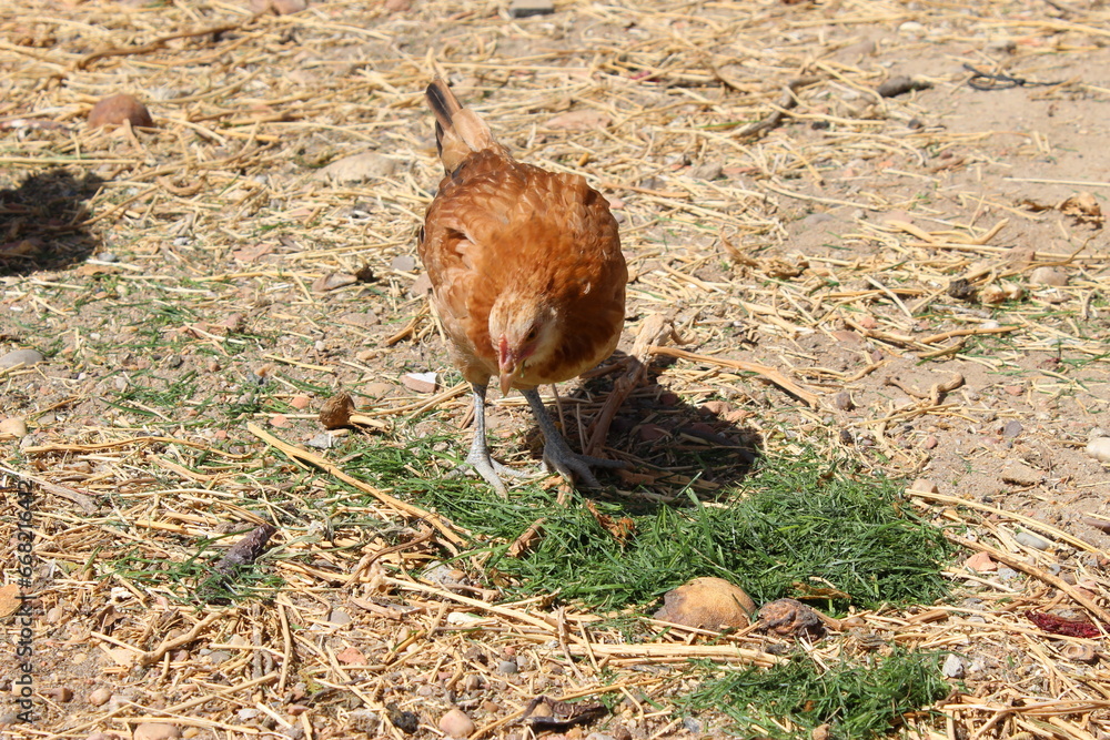 Fototapeta premium laying hens eat grass in a pen, under the sun