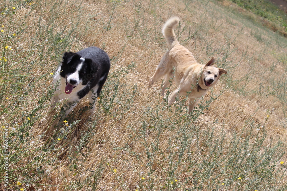 two happy dogs take a walk in the countryside