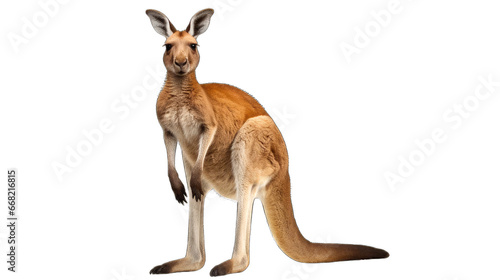 kangaroo isolated on a transparent background. © png-jpeg-vector