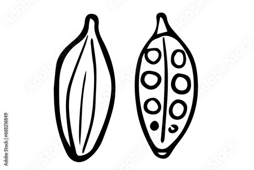 Cardamom seeds isolated on white background. Aromatic Indian spice. Vector flat illustration. Elettaria plant. Hand drawn vector illustration.